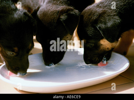 Three German Shepherd puppies drinking milk Stock Photo