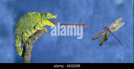 A green chameleon attempts to catch a dragonfly or darner with its long sticky tongue Stock Photo