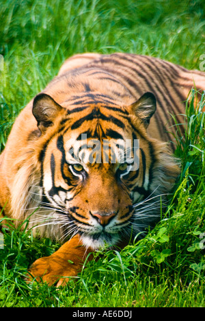 Sumatran Tiger Portrait Stock Photo