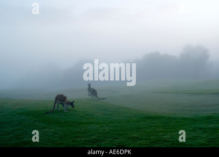 two kangaroos feeding on golf course in early morning mist Stock Photo