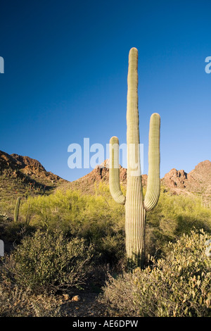 Saguaro Cactus Carnegiea gigantea aka Cereus giganteus Saguaro National Park West Tucson Arizona Stock Photo