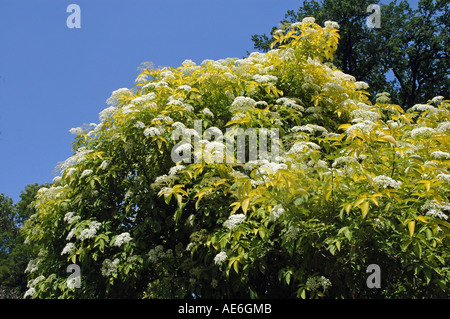 Golden Elder Sambucus Nigra Aurea also called Black Elder or Bourtree or Judas tree Stock Photo