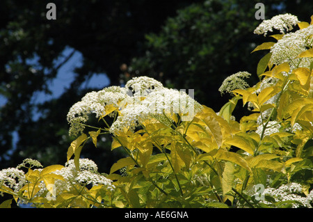 Golden Elder Sambucus Nigra Aurea also called Black Elder or Bourtree or Judas tree Stock Photo