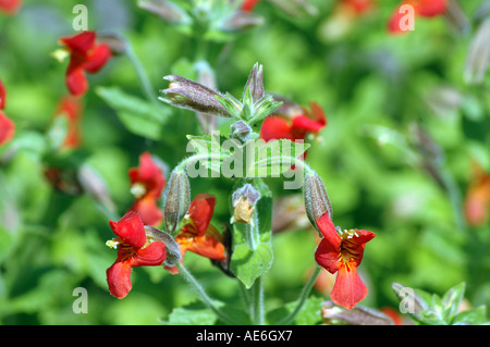Scarlet Monkey Flower Mimulus cardinalis also called Crimson Monkeyflower Stock Photo