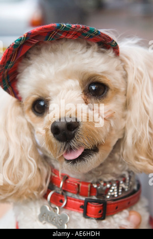 Pet dog wearing a hat, child substitute. French Poodle, Dieppe France 2007 2000s HOMER SYKES Stock Photo