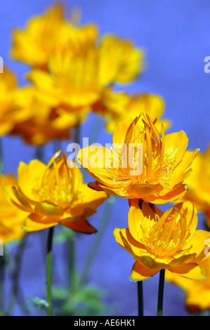 Golden Chinese Globeflowers Trollius chinensis Stock Photo