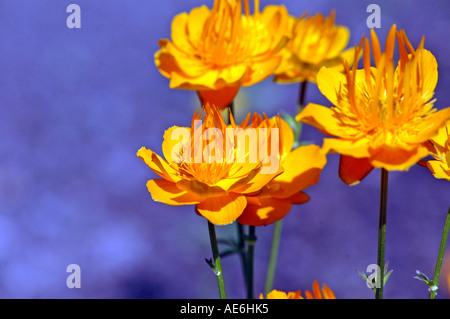 Golden Chinese Globeflowers Trollius chinensis Stock Photo