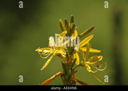 Jacob's rod Asphodeline lutea also called Yellow asphodel or King's Spear Stock Photo