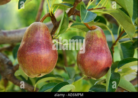 Pears 'Red Sensation' maturing on branch. Stock Photo