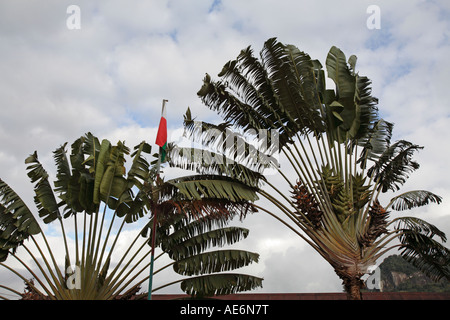 Travelers Palms, symbol of the country, Madagascar Stock Photo