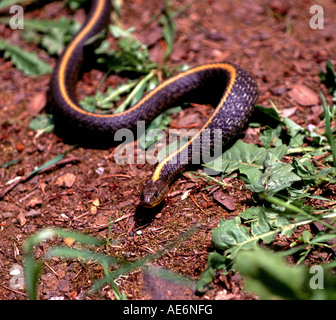 Santa Cruz garter snake Thamnophis atratus atratus in the Santa Cruz Mountains California Stock Photo