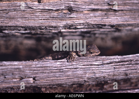 Western fence lizard Sceloporus occidentalis hiding in log crevice in the Santa Cruz Mountains California USA Stock Photo