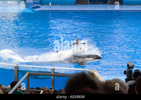 Shamu the Killer Whale with a Trainer skiing on its Back Stock Photo