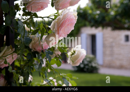 pink roses var. Pierre de Ronsard in a garden in Provence Stock Photo