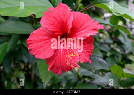 Red Hibiscus Flower, the Official State Flower of Malaysia, Gunung Gading National Park, Sarawak, Borneo, Malaysia Stock Photo
