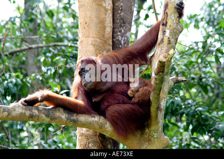 Mother Orangutan and Baby in The Wild At Semenggoh Wildlife Rehabilitation Centre, Kuching, Sarawak, Borneo, Malaysia Stock Photo