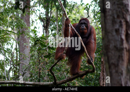 Dominant Male Orangutan in the Wild at Semenggoh Wildlife Rehabilitation Centre, Kuching, Sarawak, Borneo, Malaysia Stock Photo