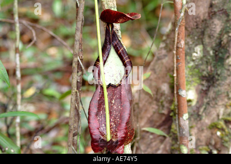 Pitcher Plant Nepenthes Rafflesiana Var Alata, Bako National Park, Sarawak, Borneo, Malaysia Stock Photo