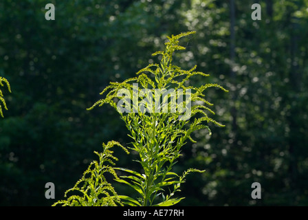 Golden Rod -Salidago- in a New England forest during the summer months The Golden Rod is part of the Aster family Stock Photo