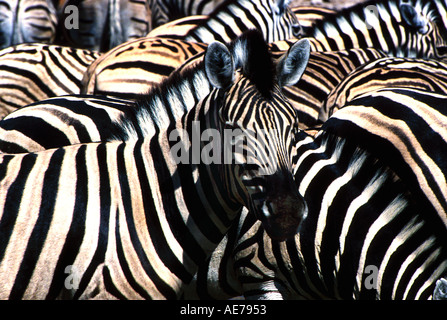Zebra Stock Photo