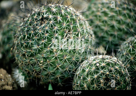 Cactus, BPT Garden, Mumbai Stock Photo