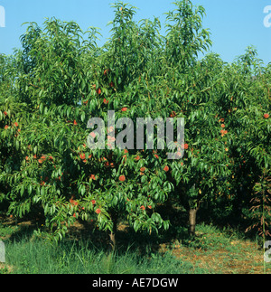 Whole tree with many ripe peaches Versilia Tuscany Italy Stock Photo