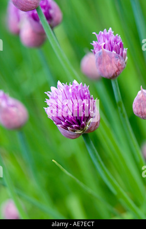 Allium schoenoprasum. Chive flowers Stock Photo