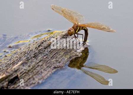 Brown Hawker Aeshna grandis egg laying on wood in pond Potton Bedfordshire Stock Photo