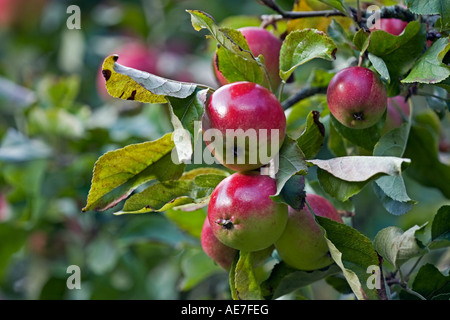 Eating apples variety 'Discovery' ripening on the tree in an English orchard Stock Photo