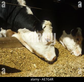 Holstein Friesian cross Hereford beef steer in pens feeding on forage maize Stock Photo