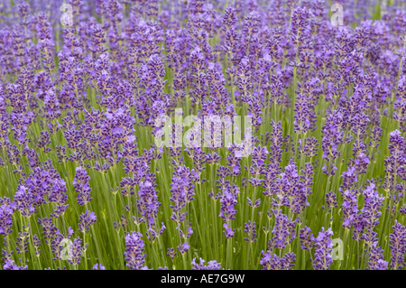 Lavandula angustifolia Munstead one of the true hardy Lavenders with lilac blue foliage Stock Photo