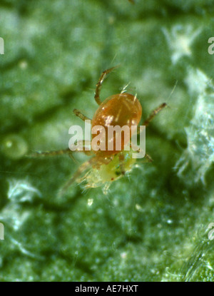 Predatory mite Phytoseiulus persimilis attacking two spotted spider mite Stock Photo