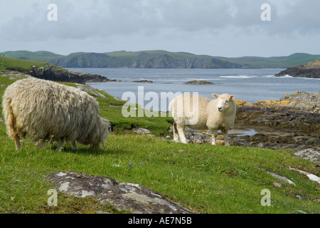 dh Nibon GUNNISTER SHETLAND Shetland lamb looking at mother sheep on rocky shores farming ewe shore graze remote islands scotland Stock Photo