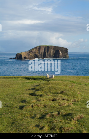 dh Dore Holm ESHA NESS SHETLAND Shetland sheep lambs sitting on cliff top and natural arch rock unihabitate Stock Photo