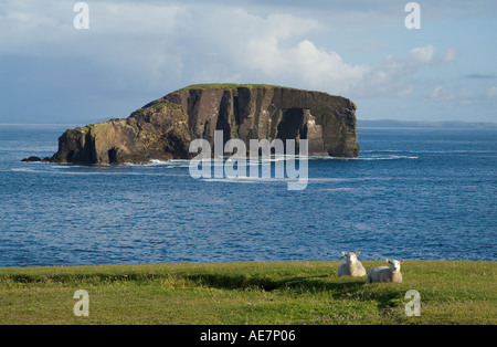 dh Dore Holm ESHA NESS SHETLAND Shetland sheep lambs sitting on cliff top natural arch unihabitate basalt rock shetlands sea stack islands scotland Stock Photo