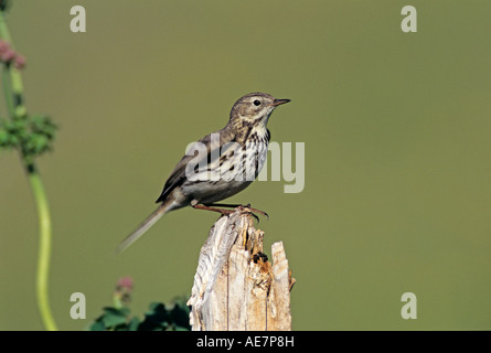 Meadow Pipit Anthus pratensis adult on fence post Rothenthurm Switzerland May 1995 Stock Photo