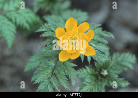 Amur Pheasant's Eye, Adonis (Adonis amurensis), flower Stock Photo