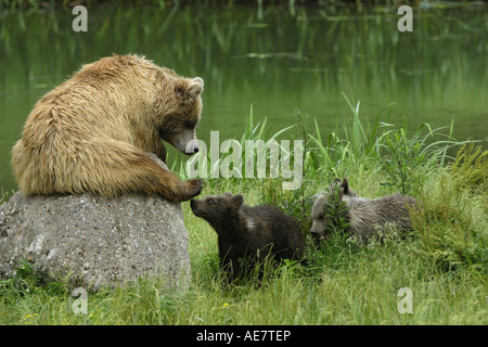 European brown bear (Ursus arctos arctos), sow with cubs, Germany, National Park Bavarian Forest Stock Photo