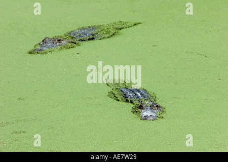 alligators gators in Everglades national parc florida ft lauderdale miami alligator city Travel Nature Landscape Scenery US Stock Photo