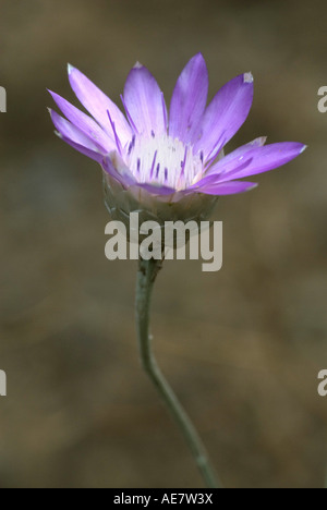 Common immortelle (Xeranthemum annuum), blooming, Bulgaria, Eastern Rhodopes Stock Photo