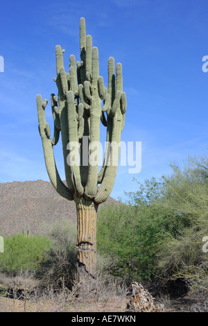 saguaro cactus (Carnegiea gigantea, Cereus giganteus), old exemplar with more than thirty arms, USA, Arizona, Phoenix