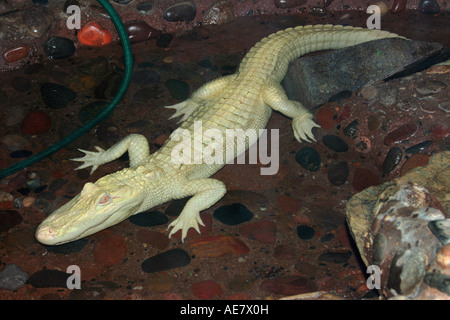 American alligator (Alligator mississippiensis), white alligator, albino Stock Photo