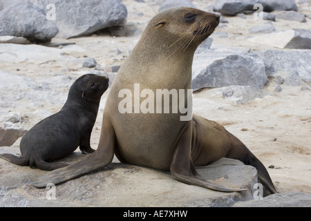 South African fur seal, Cape fur seal (Arctocephalus pusillus), mother with pup on the beach, Namibia Stock Photo