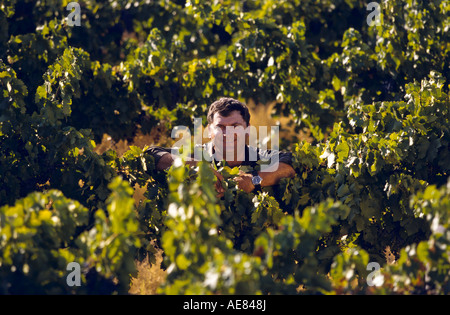 Fruit grower among vines “South Australia” Stock Photo