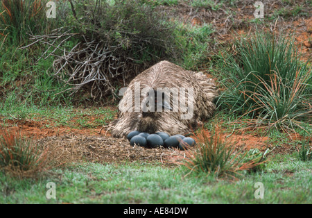 Male emu with eggs at nest, Australia Stock Photo