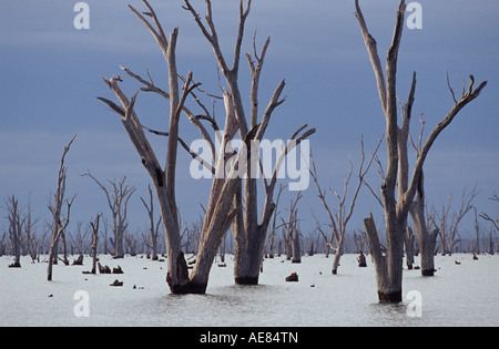 Submerged trees in lake, Australia Stock Photo