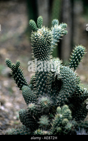 Cactus, BPT Garden, Mumbai. Stock Photo