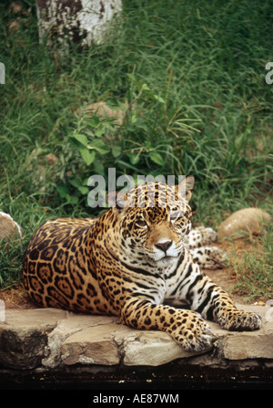 Jaguar (Panthera Onca) - BOLIVIA Stock Photo