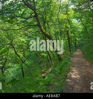 Steep wooded pathway with nobody on in dappled spring sunshine at Watersmeet on Exmoor Devon England Stock Photo