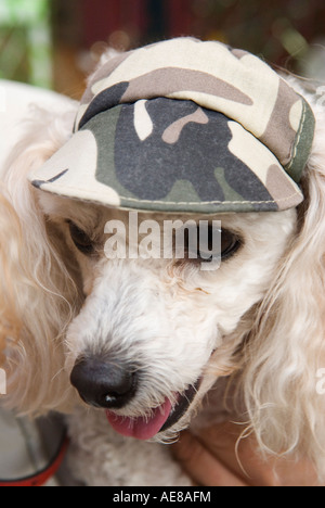 Pet dog wearing a hat, child substitute. French Poodle, Dieppe France 2007 2000s HOMER SYKES Stock Photo